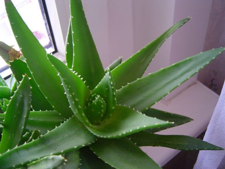 aloe e kalanchoe contro le verruche